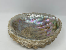 Load image into Gallery viewer, Large Abalone Shell Smudge Bowl. Ranging from 5.5 to 6.5 inches. Priced per shell.
