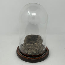 Load image into Gallery viewer, Cloche Terrarium Glass Dome with Solid Wood Base. 8 inches Tall.
