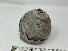 Load image into Gallery viewer, Ethically Sourced Paper Wasp Nest. Very Fragile. 4 inches

