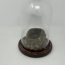 Load image into Gallery viewer, Cloche Terrarium Glass Dome with Solid Wood Base. 8 inches Tall.
