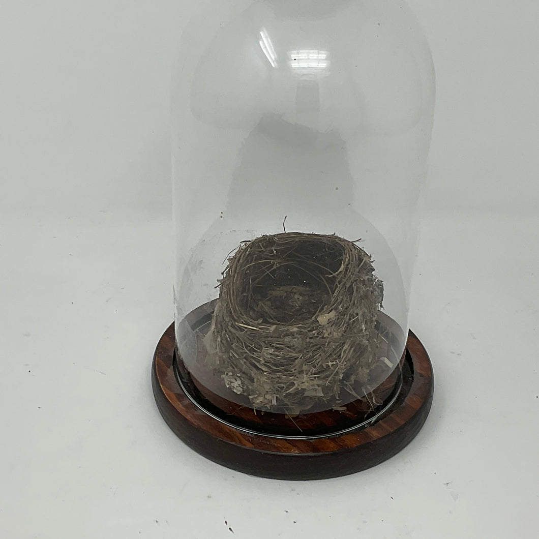 Cloche Terrarium Glass Dome with Solid Wood Base. 8 inches Tall.