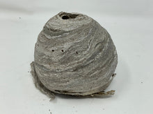 Load image into Gallery viewer, Ethically Sourced Paper Wasp Nest. Very Fragile. 4 inches
